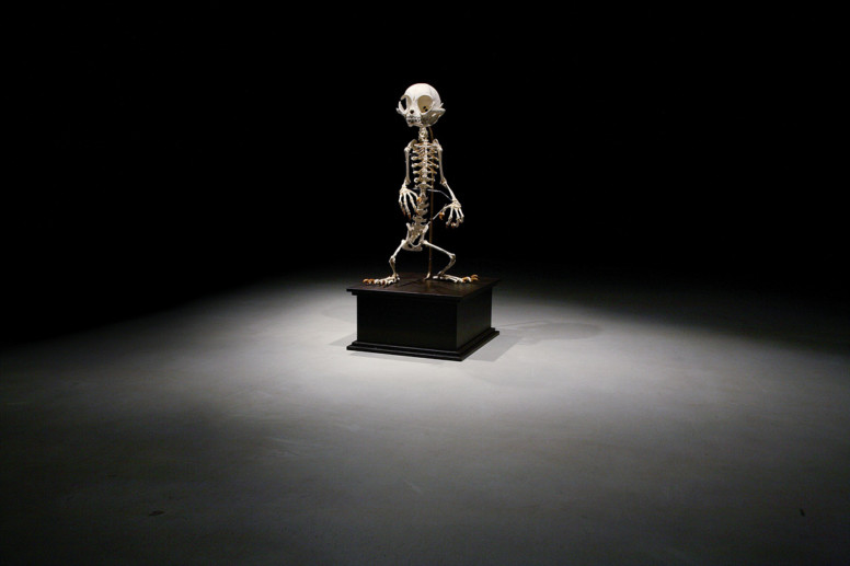 Animatus - Hyungkoo Lee