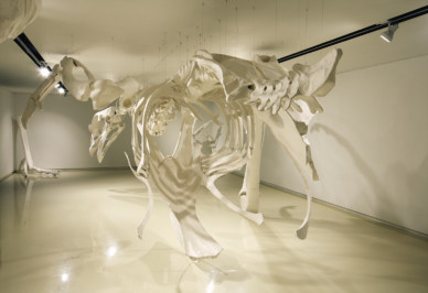 Gallus Gallus